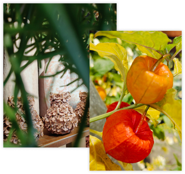 2026 10 collage planten