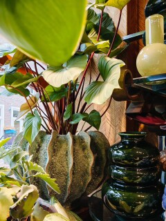 2026 10 planten