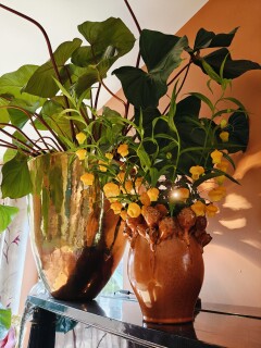 2026 10 potten planten