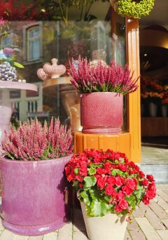 2026 10 potten roze rood